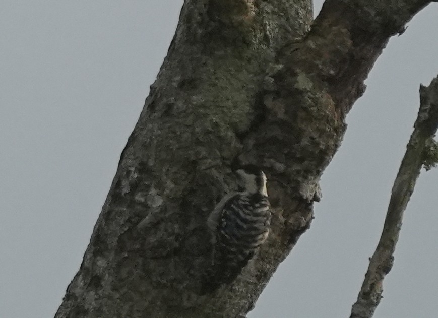 Freckle-breasted Woodpecker - ML639141153