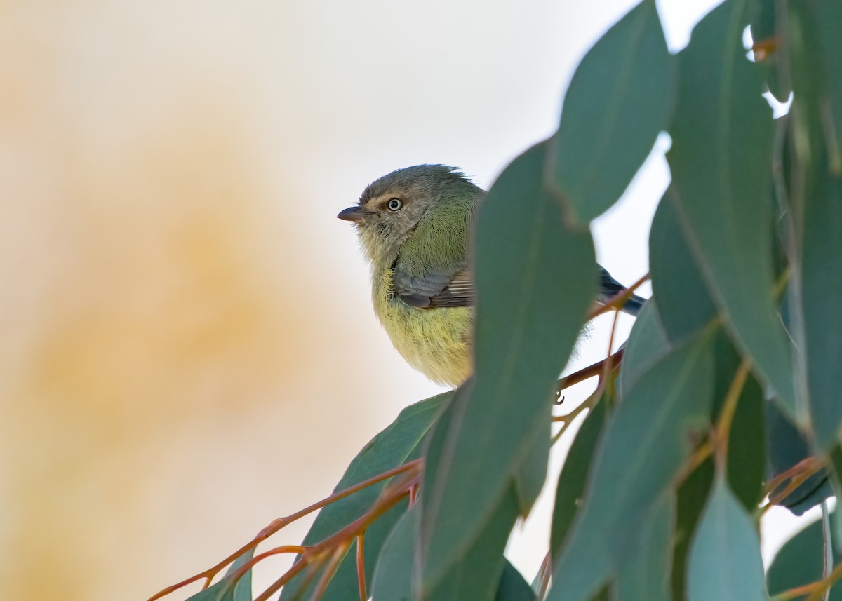 Weebill - ML639141174