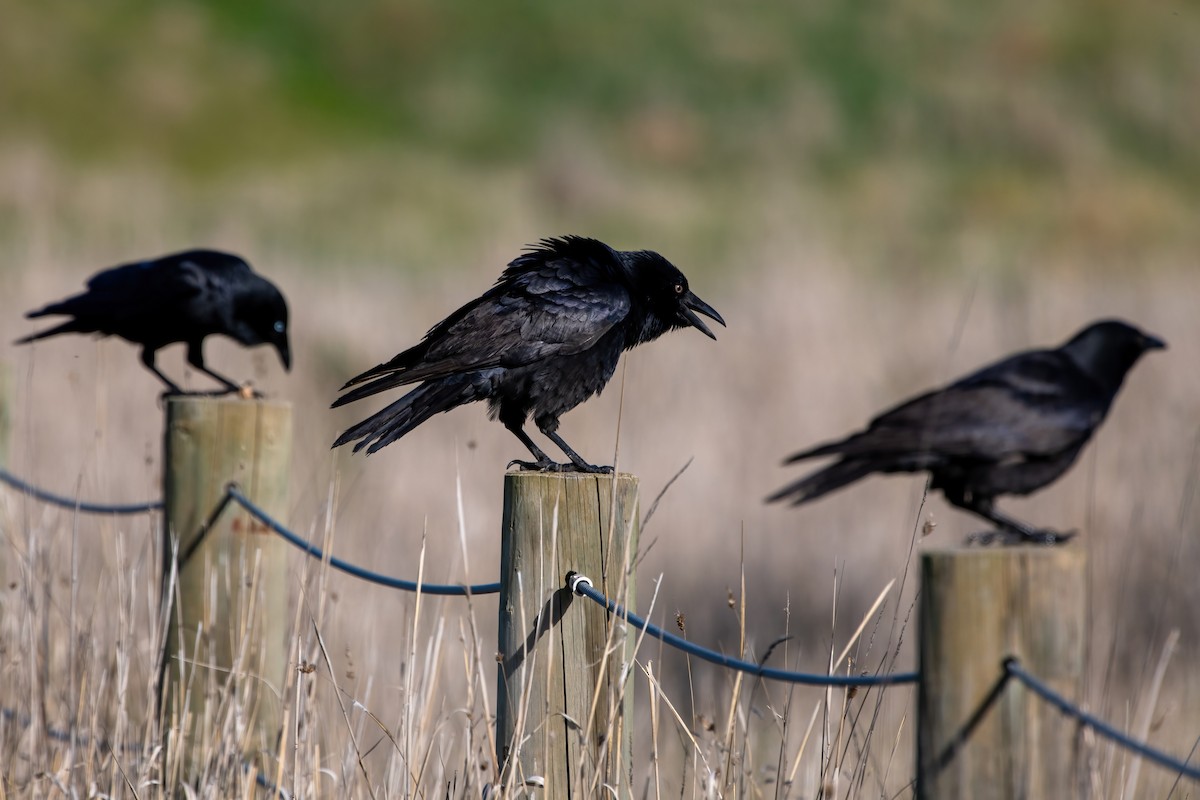 Little Raven - ML639141176