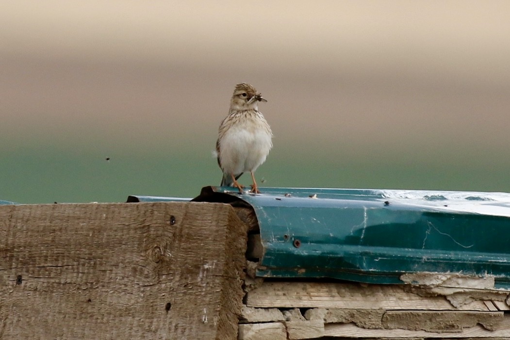 Mongolian Short-toed Lark - ML639141183