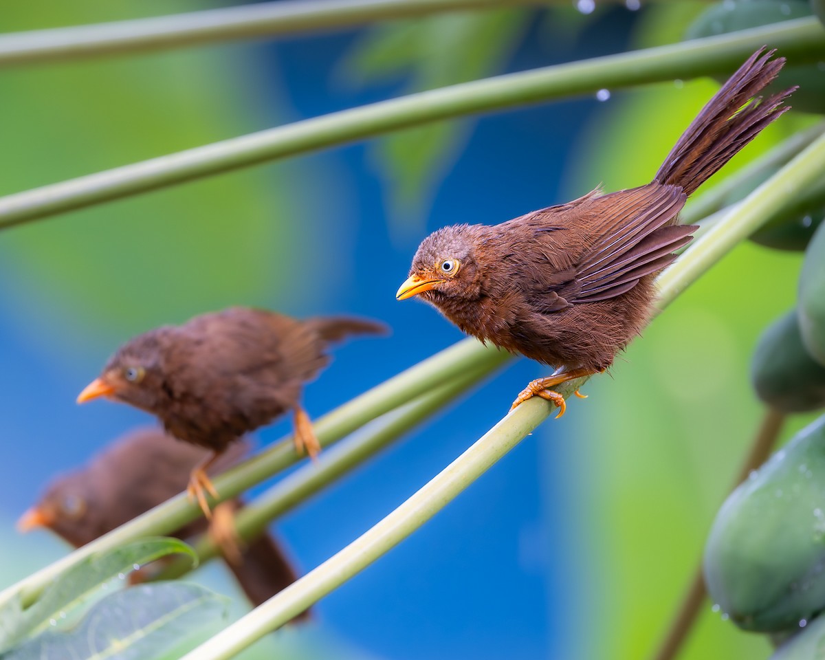 Orange-billed Babbler - ML639141195