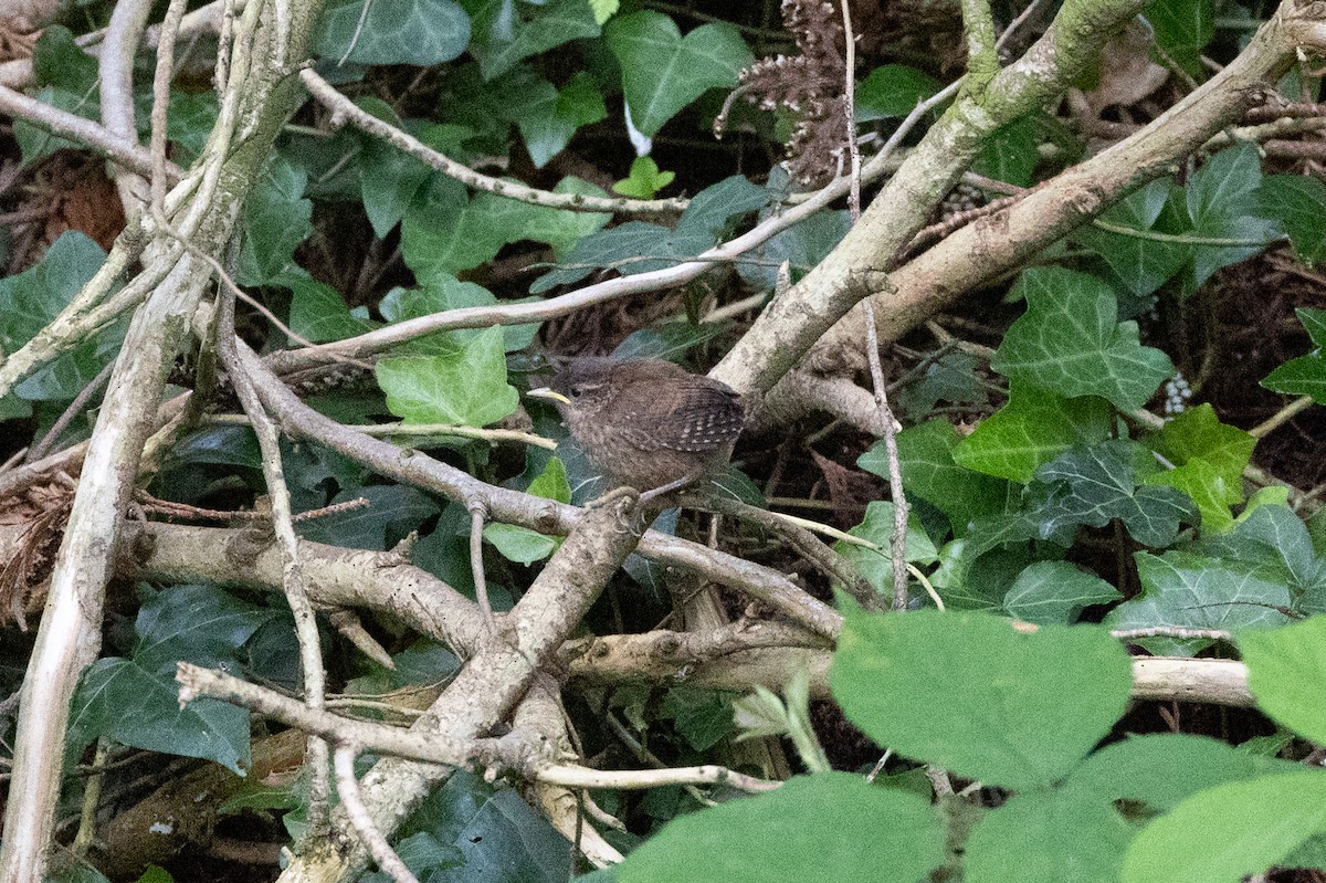 Eurasian Wren (British) - ML639141200