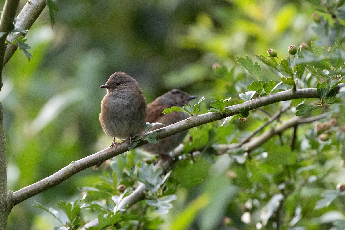 Dunnock - ML639141212