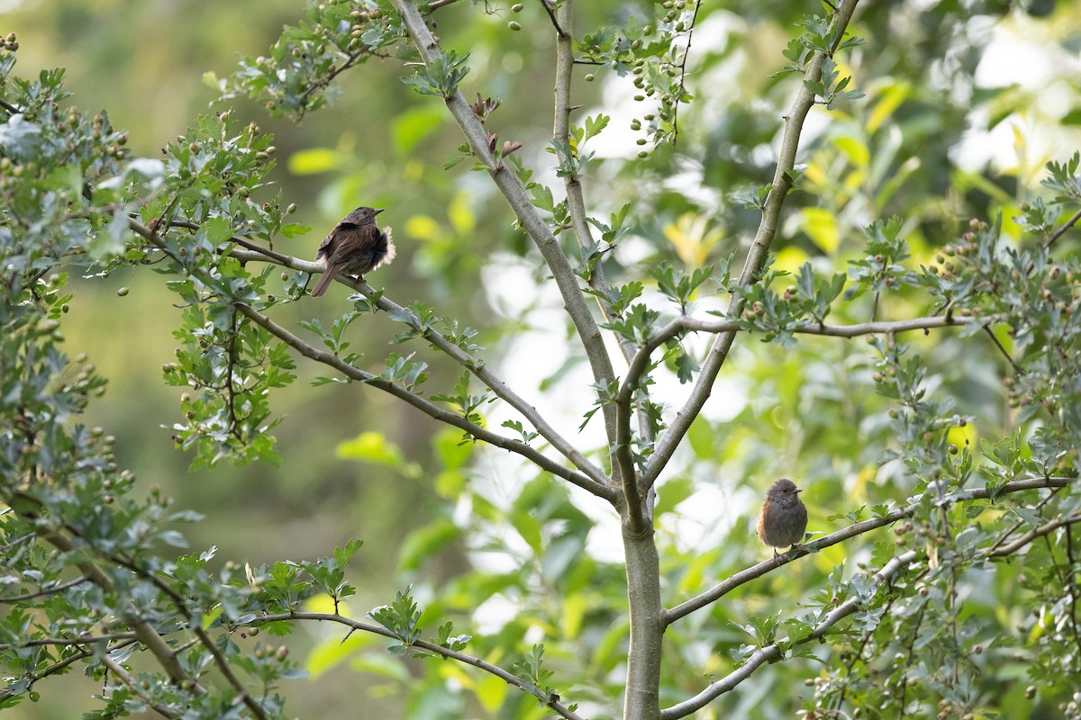 Dunnock - ML639141221