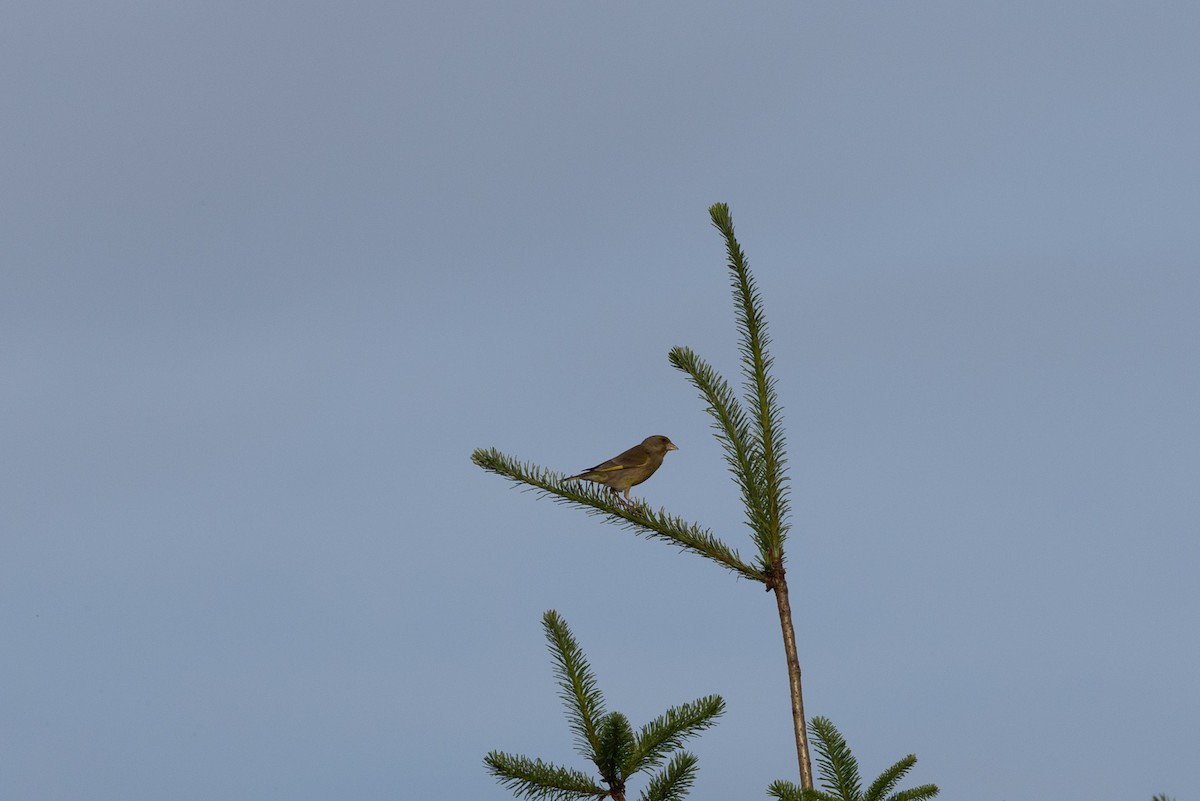 European Greenfinch - ML639141232