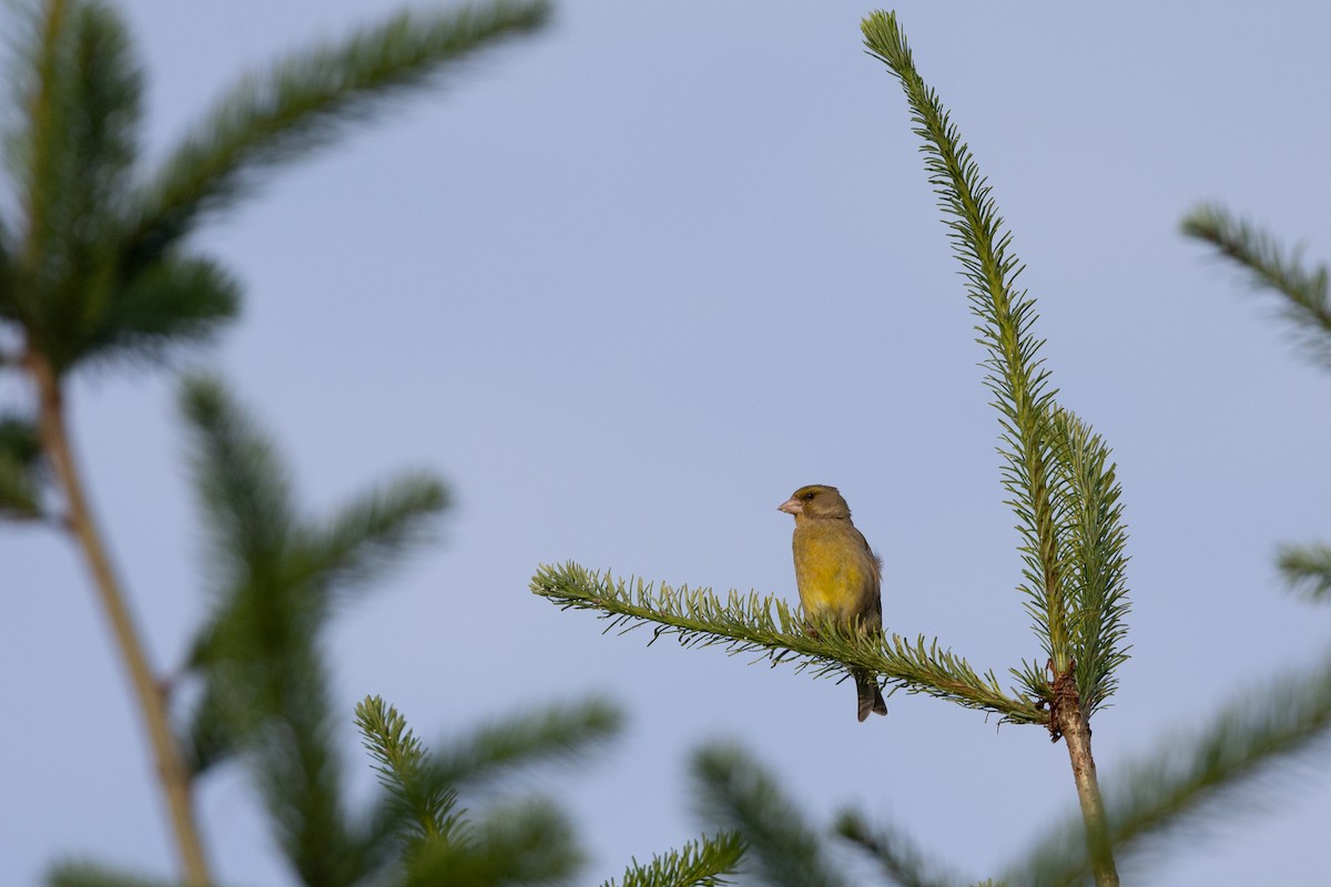 European Greenfinch - ML639141233