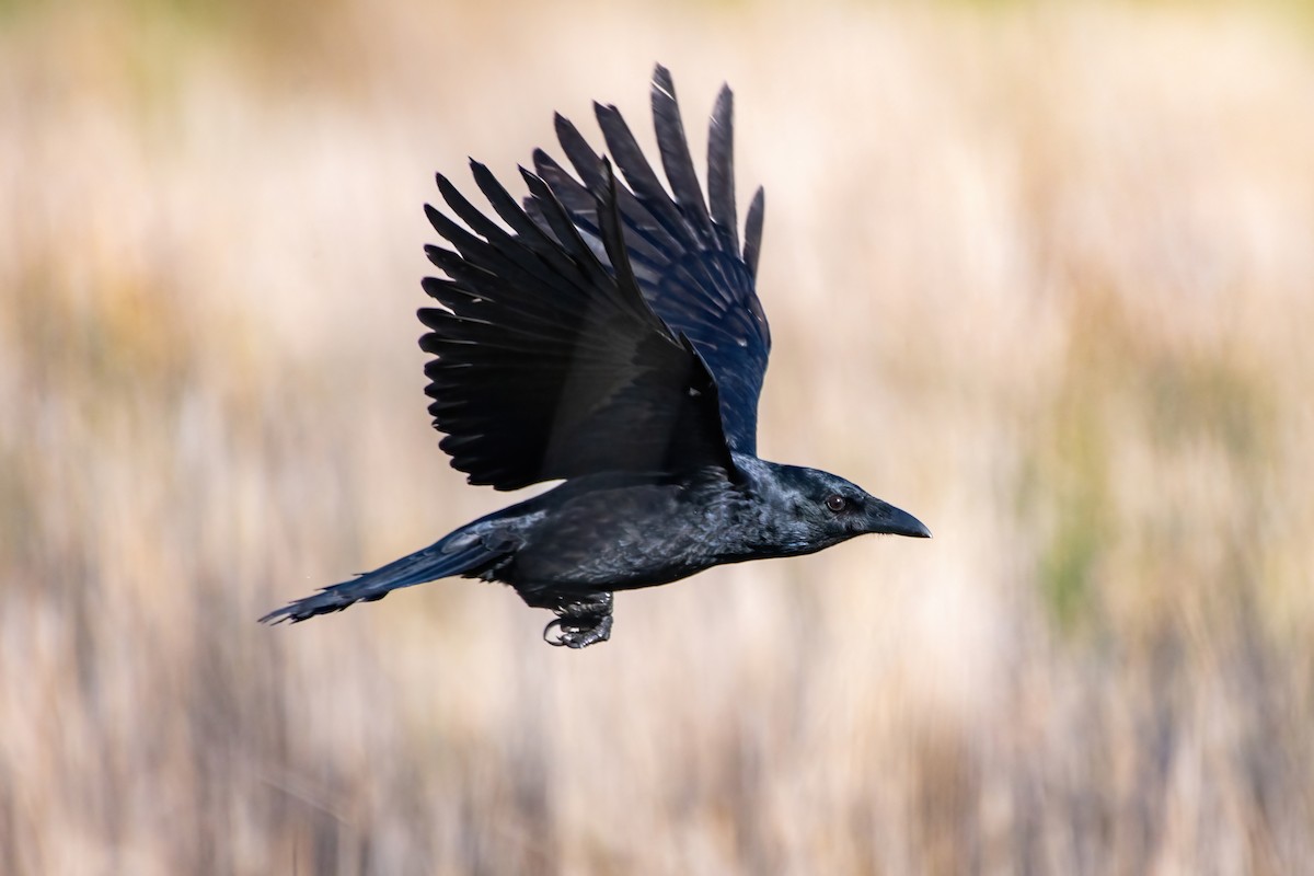 Little Raven - ML639141235