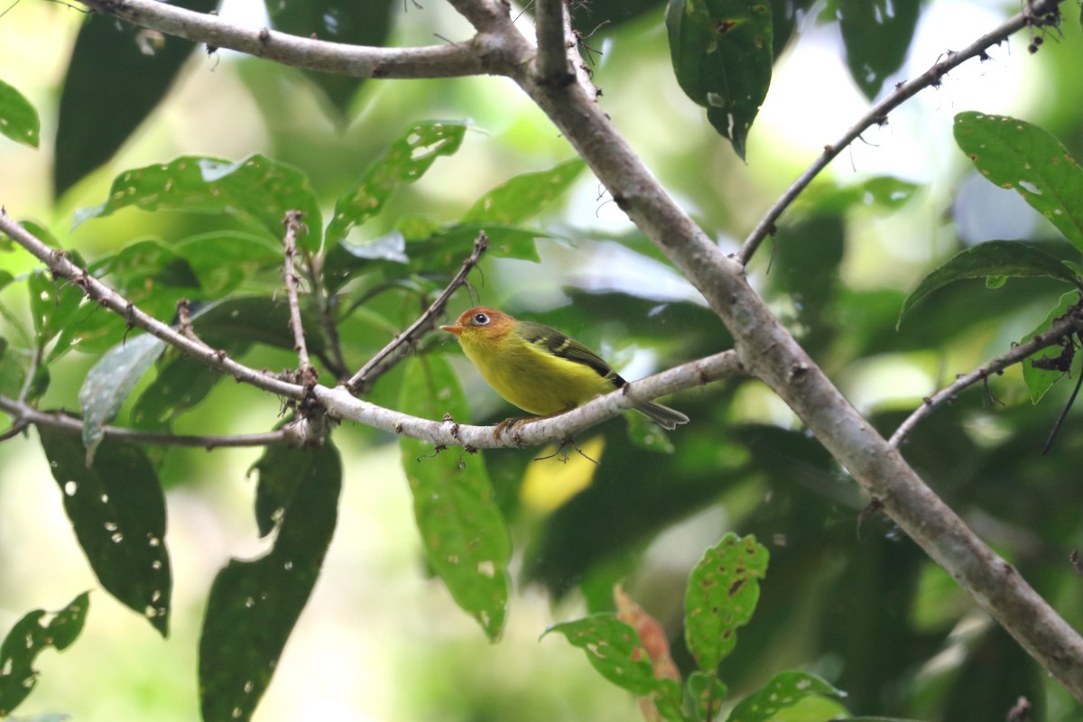 Yellow-breasted Warbler - ML639141264