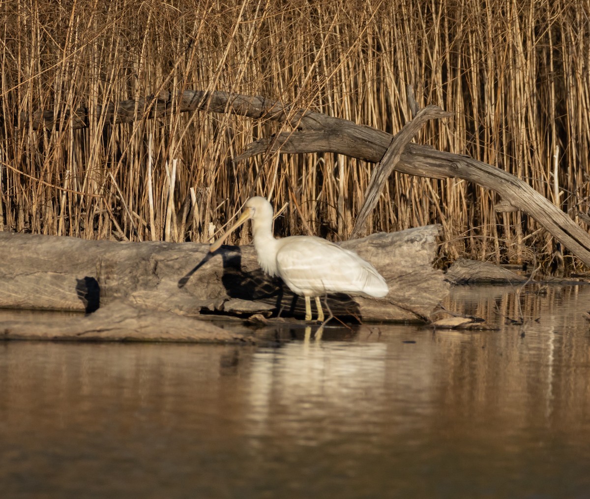 Yellow-billed Spoonbill - ML639141282