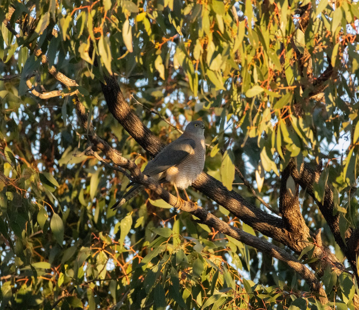 Collared Sparrowhawk - ML639141286