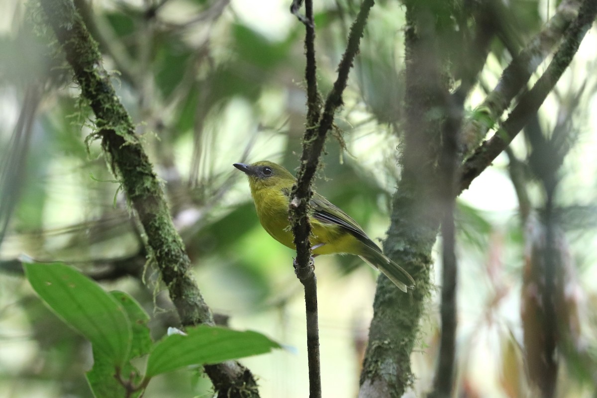 Bornean Whistler - ML639141288