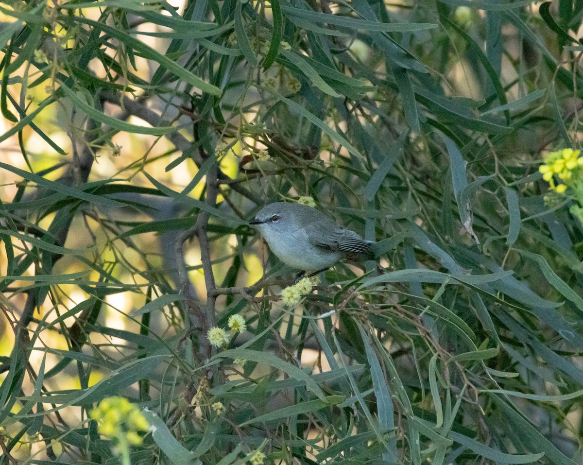 Western Gerygone - ML639141289