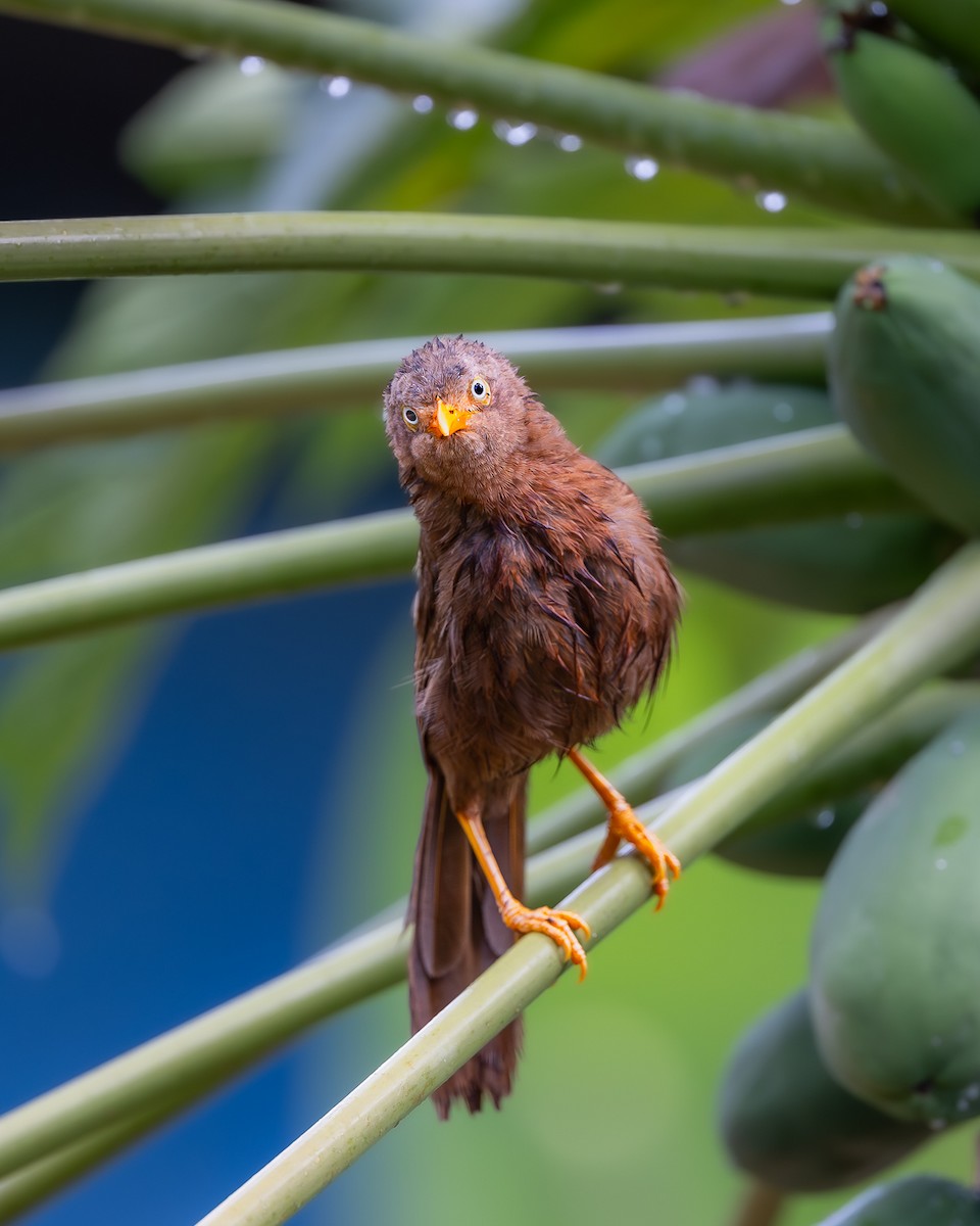 Orange-billed Babbler - ML639141328