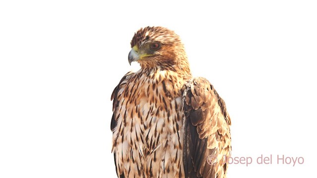 Tavşancıl - ML639141353