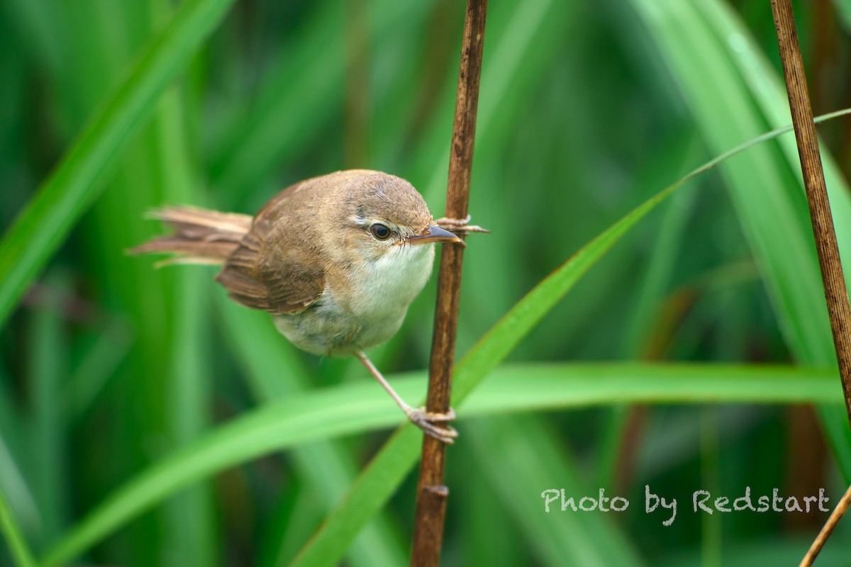 Blunt-winged Warbler - ML639141363