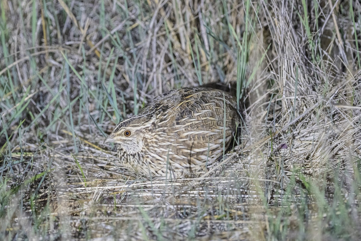 Stubble Quail - ML639141419