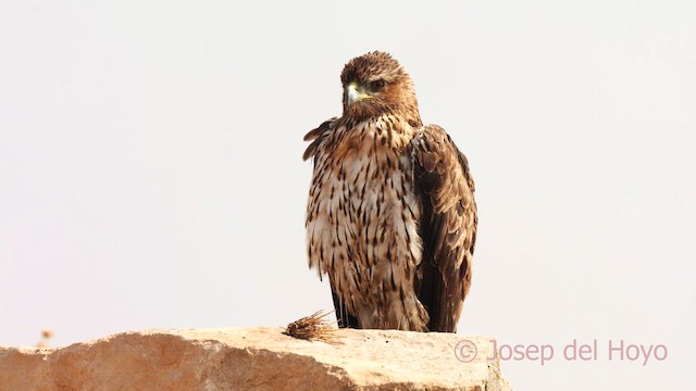 Tavşancıl - ML639141569