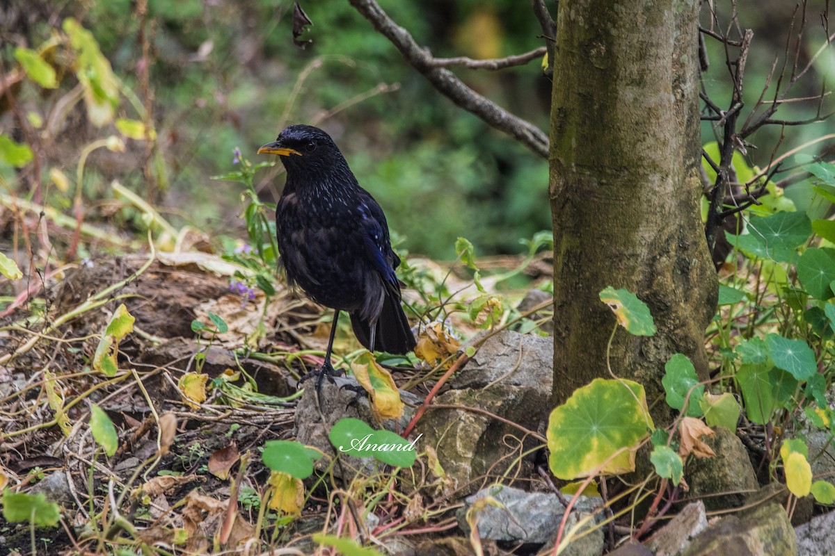 Blue Whistling-Thrush - ML639141622