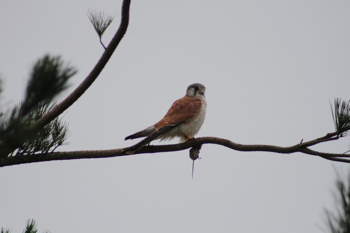 Nankeen Kestrel - ML639141678