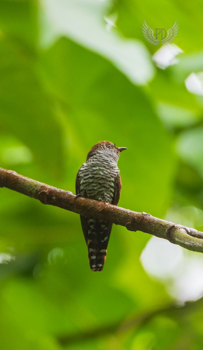 Amethystkuckuck - ML639141689