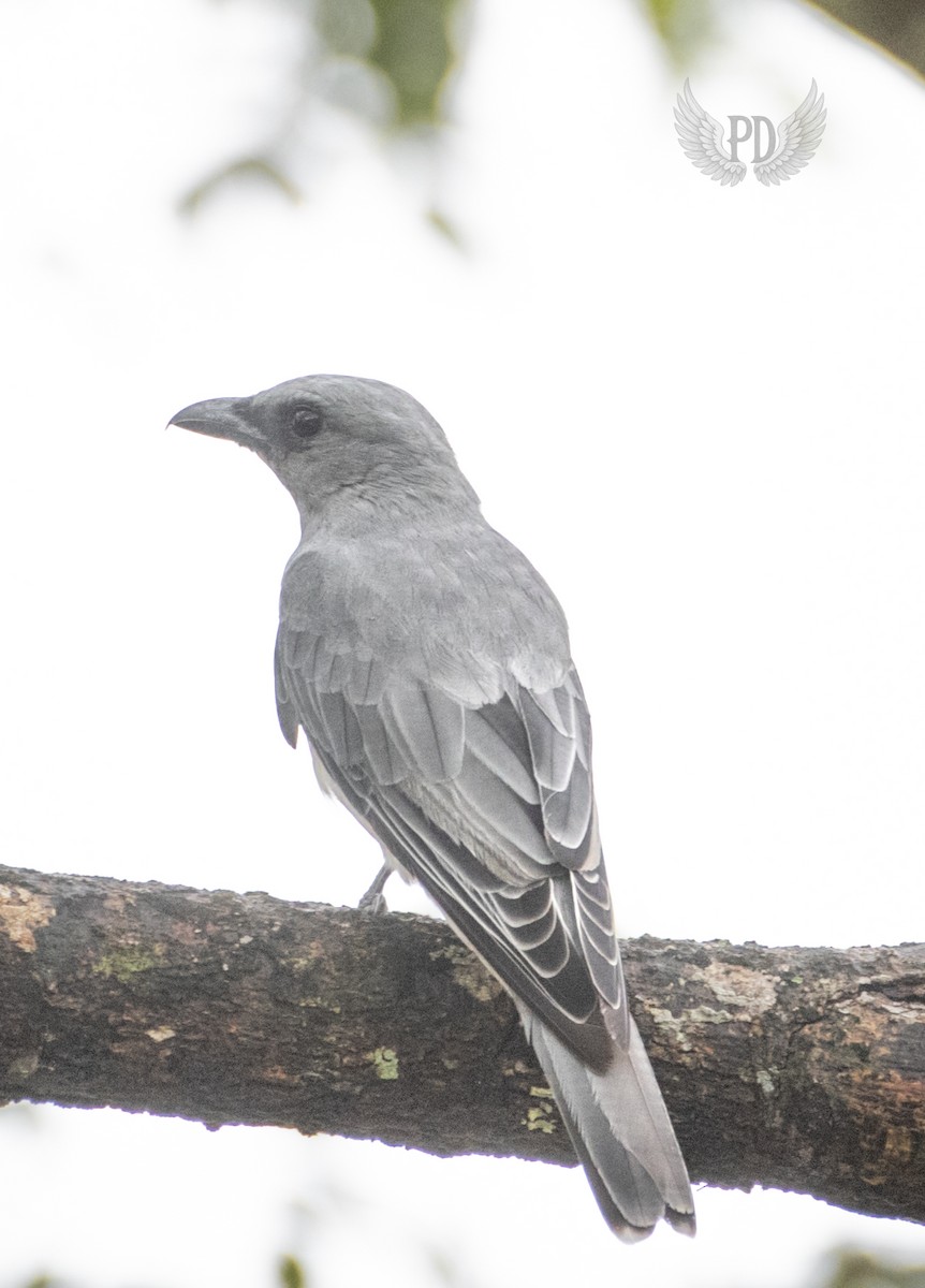 Oriental Cuckooshrike - ML639141710