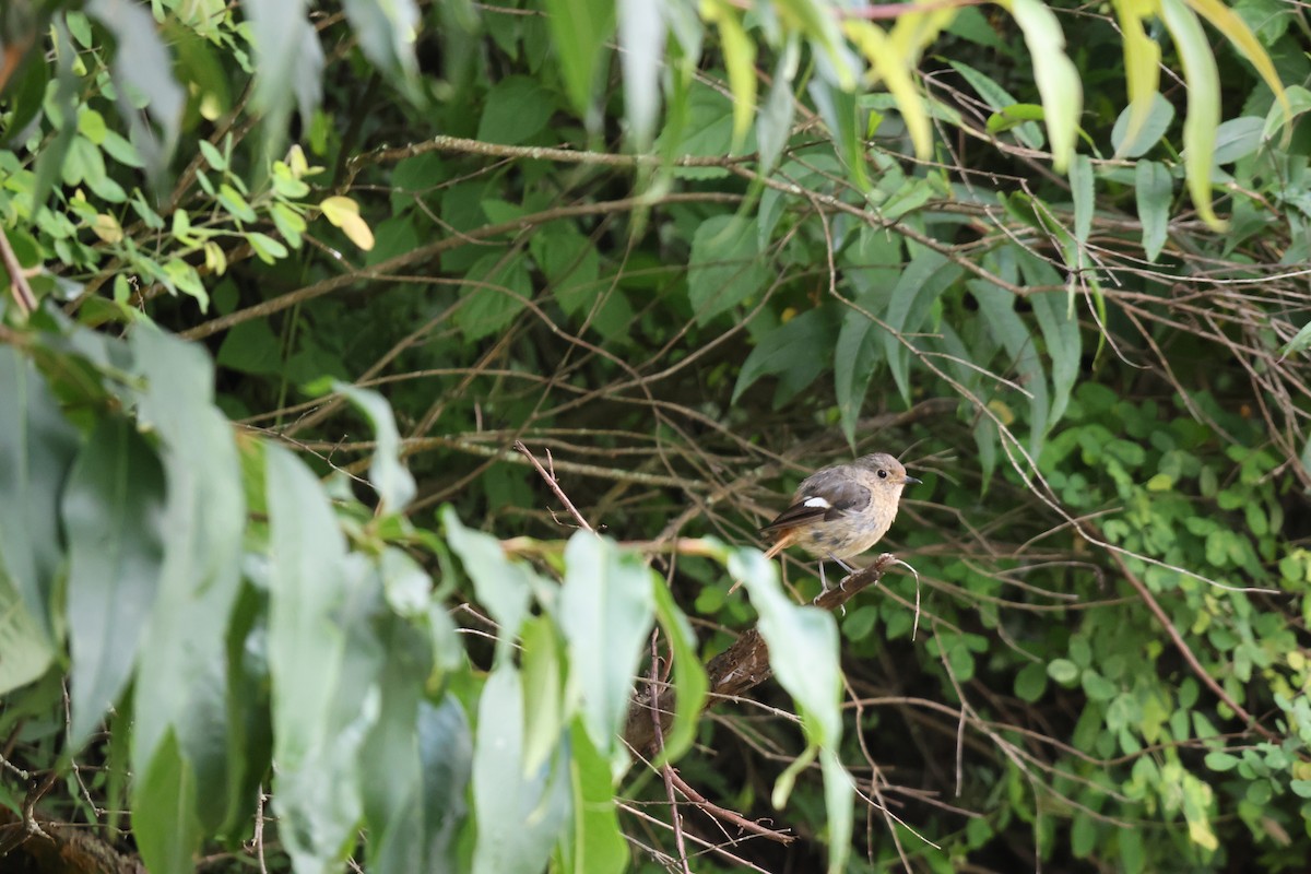 Дагуур гал сүүлт - ML639141771