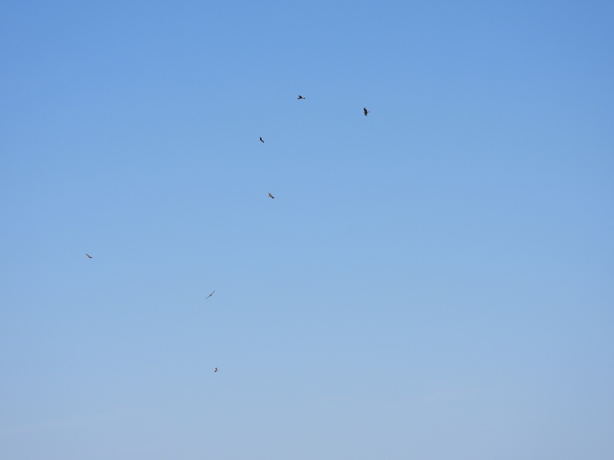 Red Kite - ML639141787