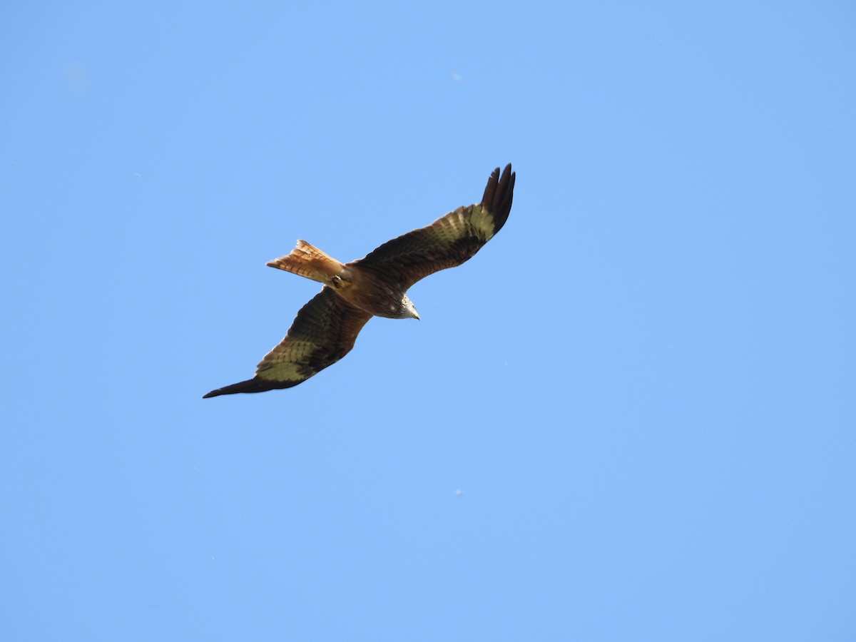 Red Kite - ML639141788