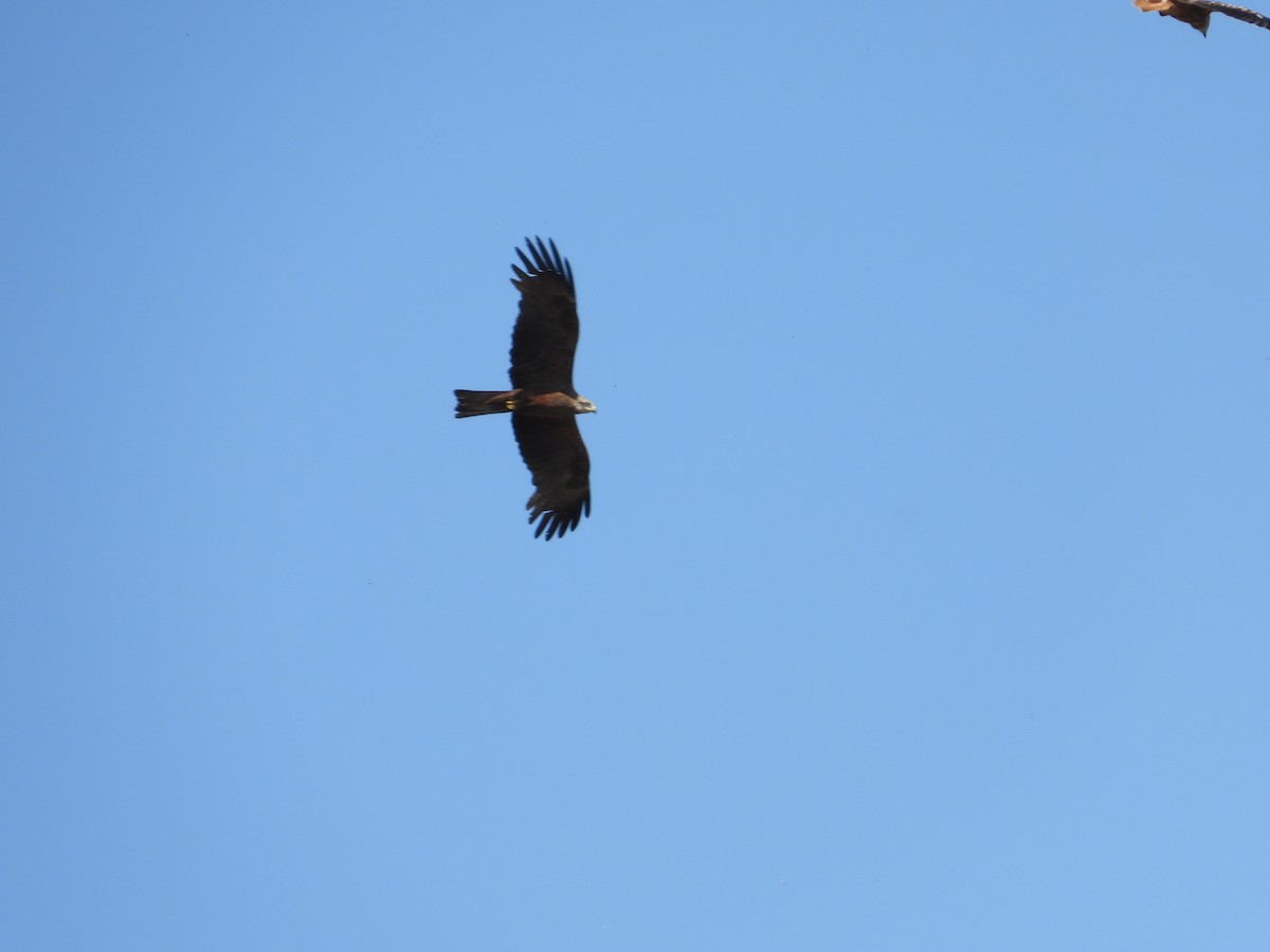 Black Kite - ML639141790