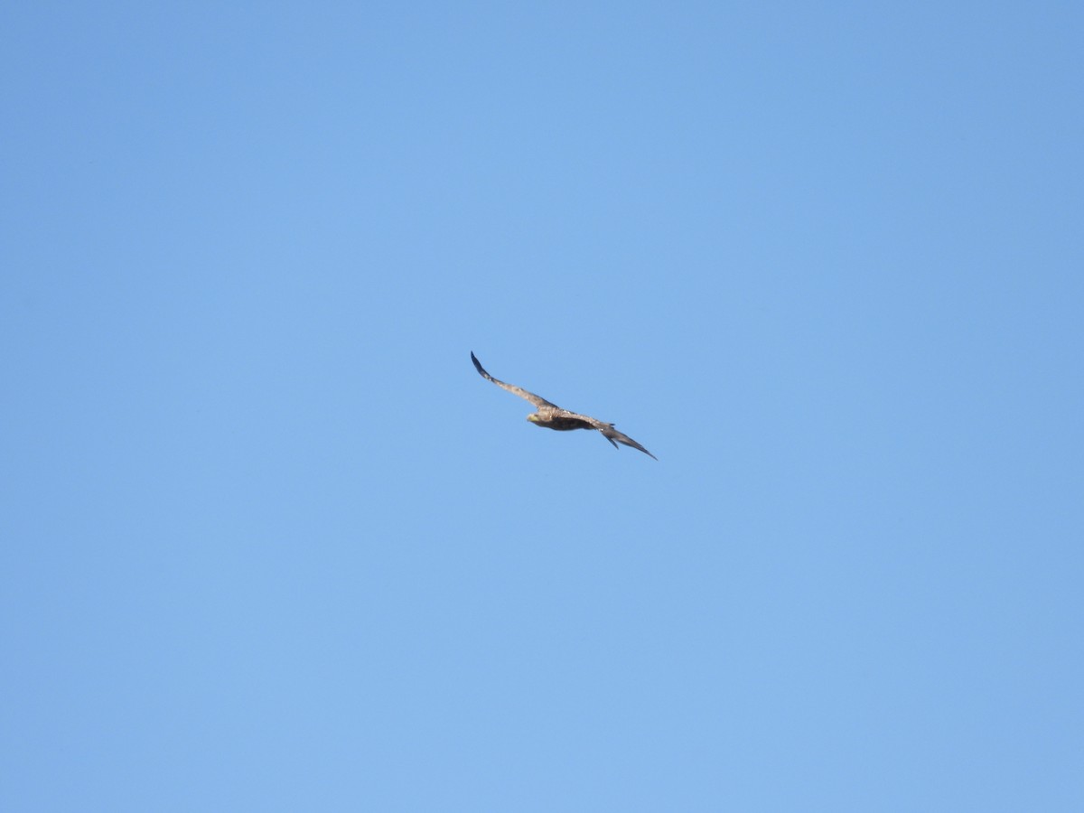 White-tailed Eagle - ML639141792