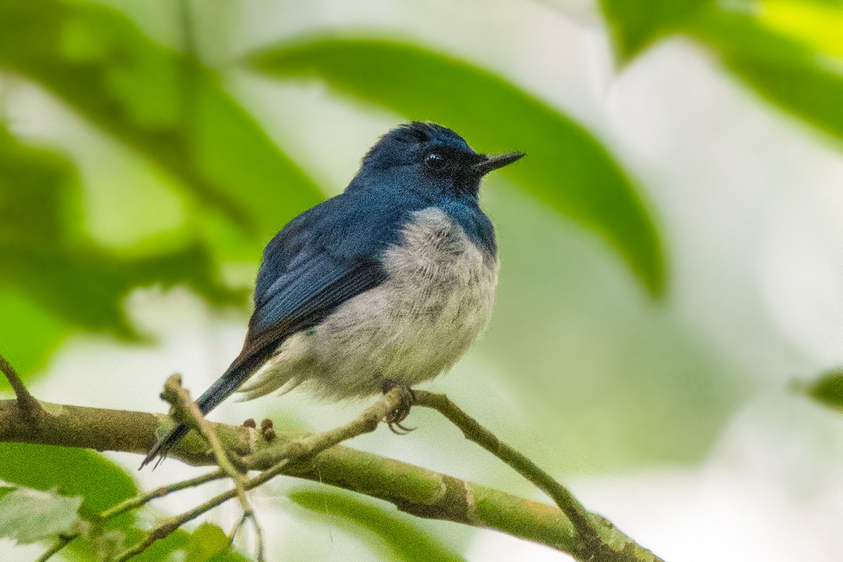 White-bellied Blue Flycatcher - ML639141939
