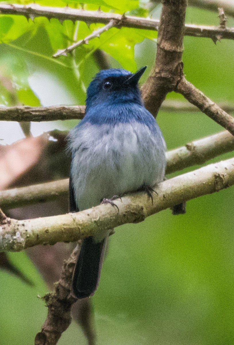 White-bellied Blue Flycatcher - ML639141942