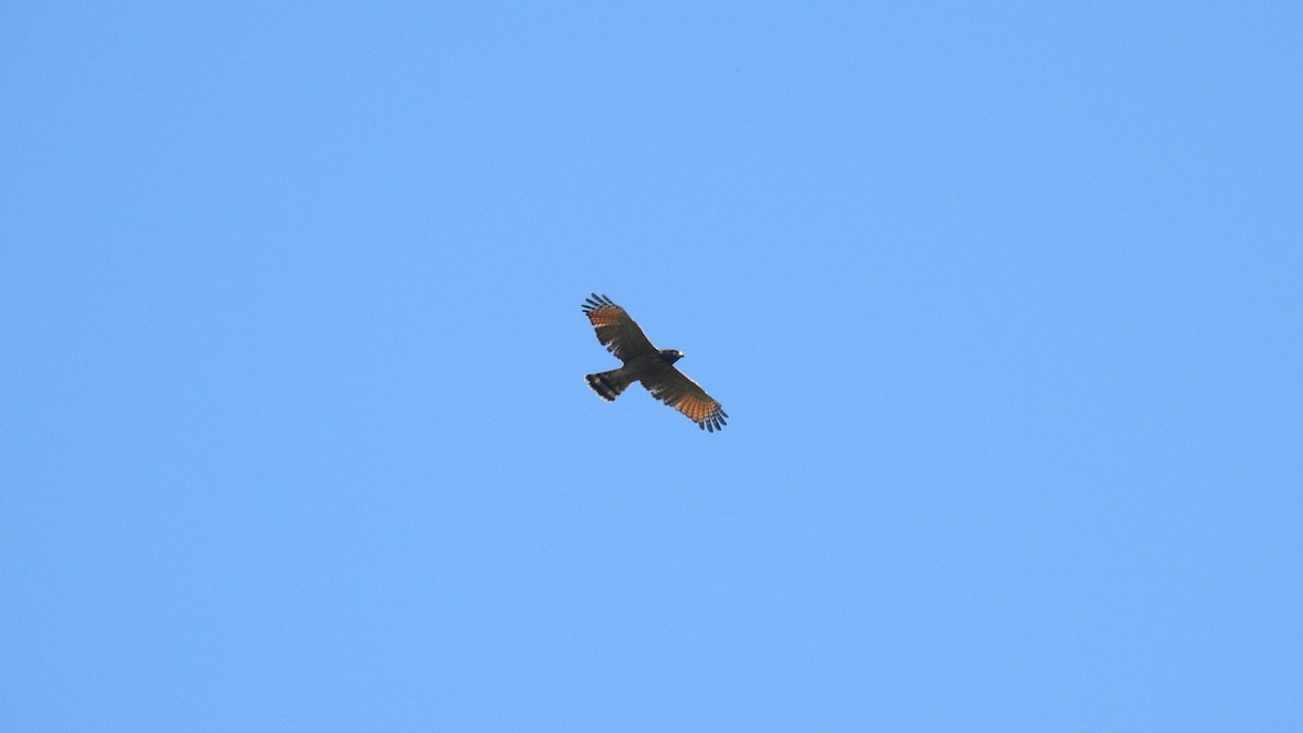 Roadside Hawk (Southern) - ML639141970