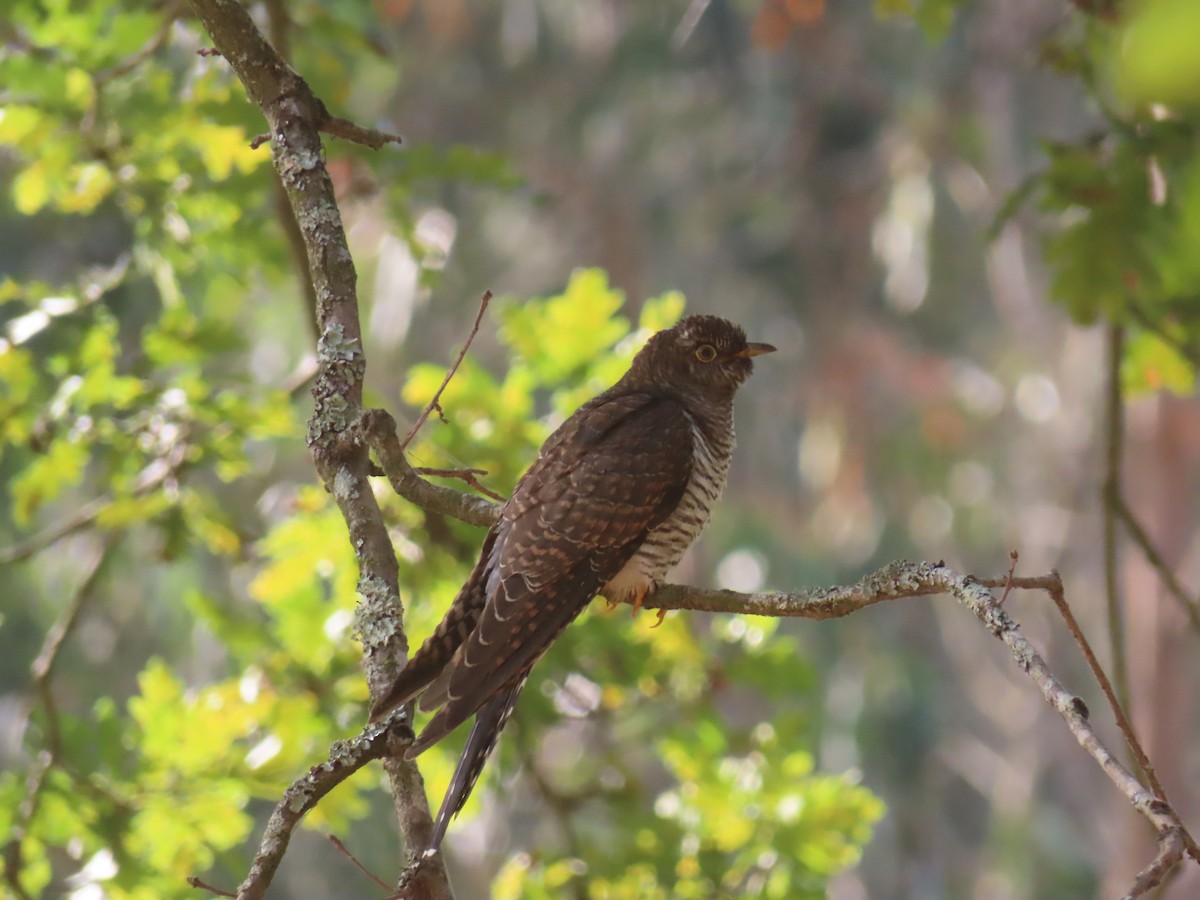 Common Cuckoo - ML639141996