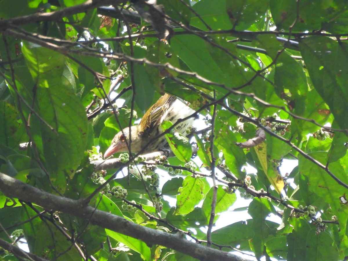 Dark-throated Oriole - ML639141997
