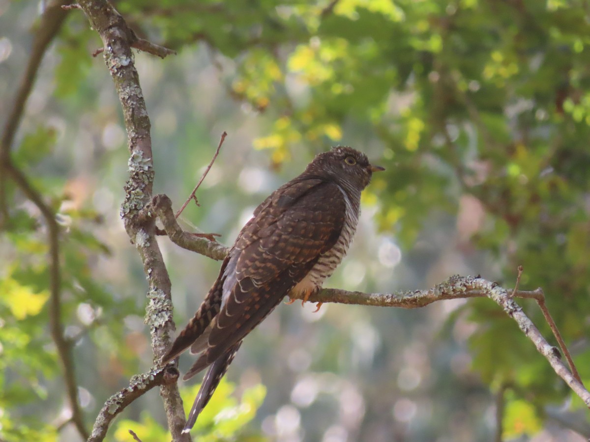 Common Cuckoo - ML639142000