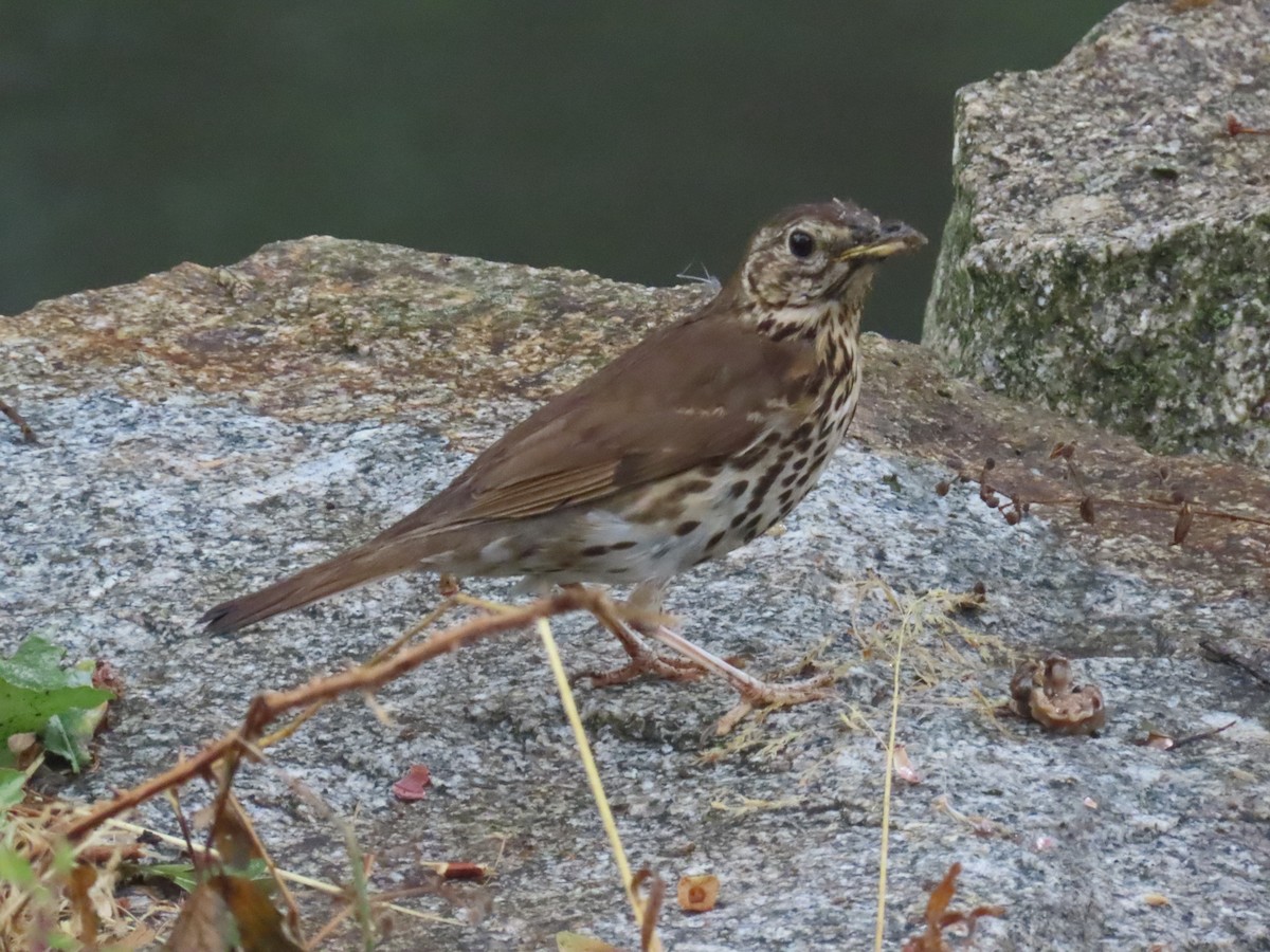 Song Thrush - ML639142024