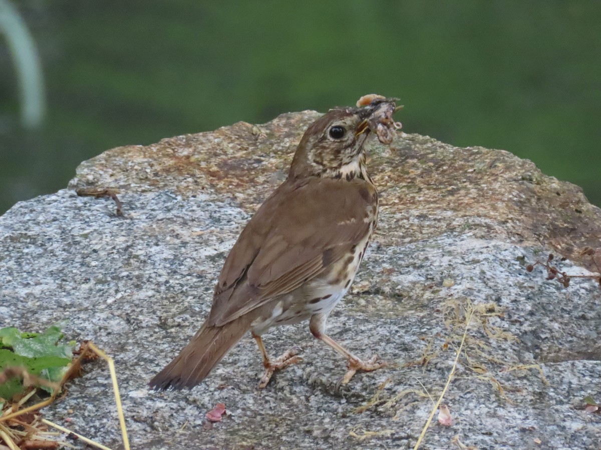 Song Thrush - ML639142030