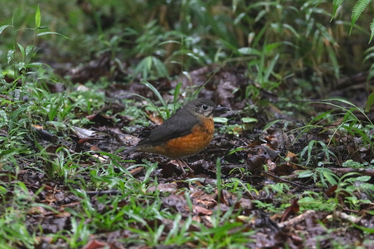 ムネアカジツグミ - ML639142117
