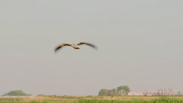 Нугын хулд - ML639142154