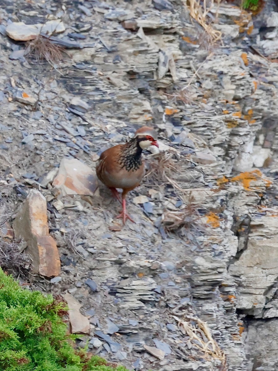 Red-legged Partridge - ML639142169