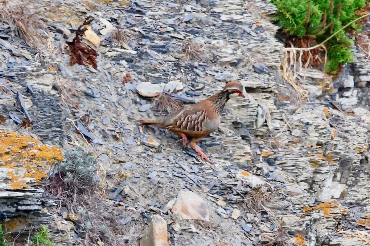 Red-legged Partridge - ML639142170