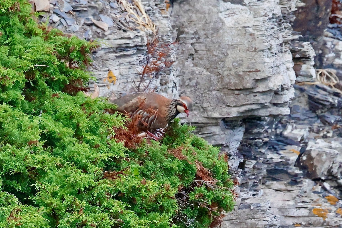 Red-legged Partridge - ML639142171