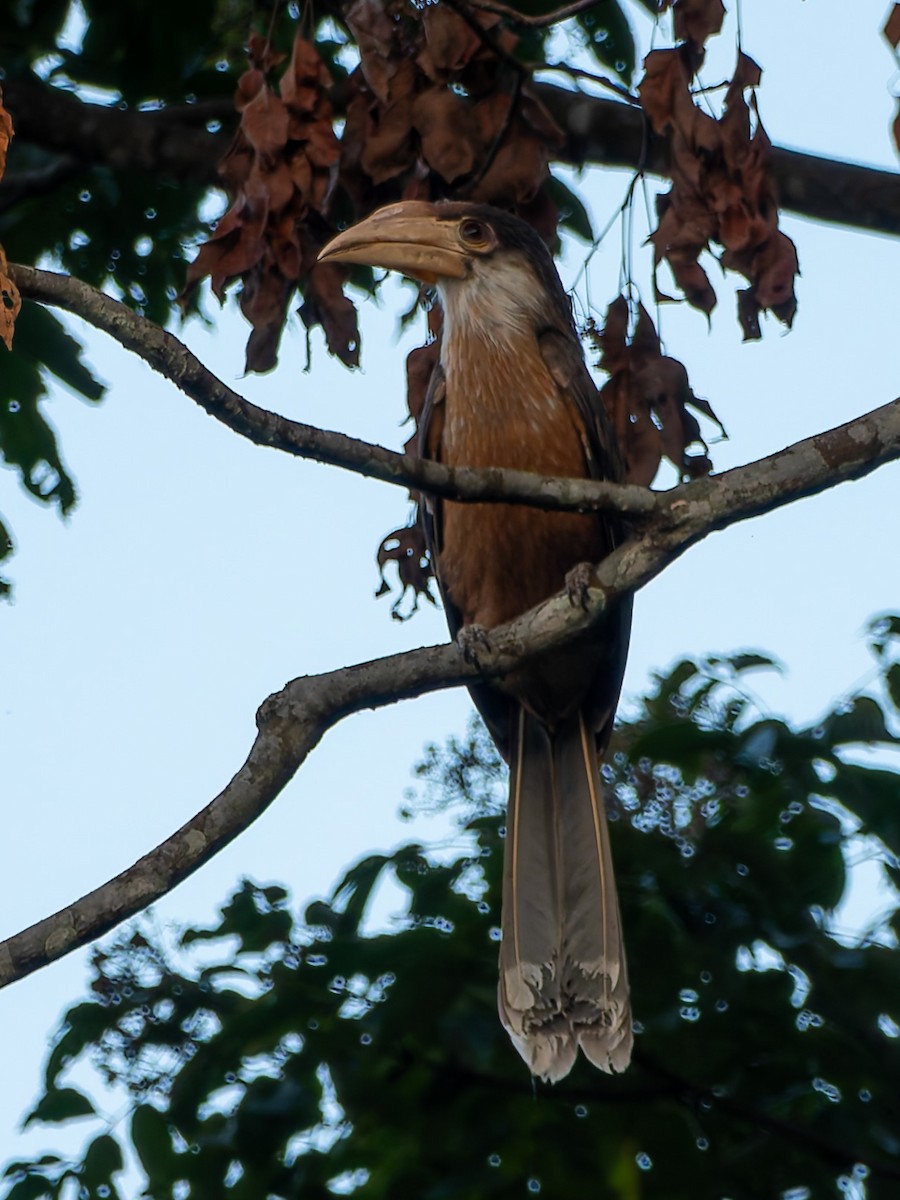 Brown Hornbill - ML639142174