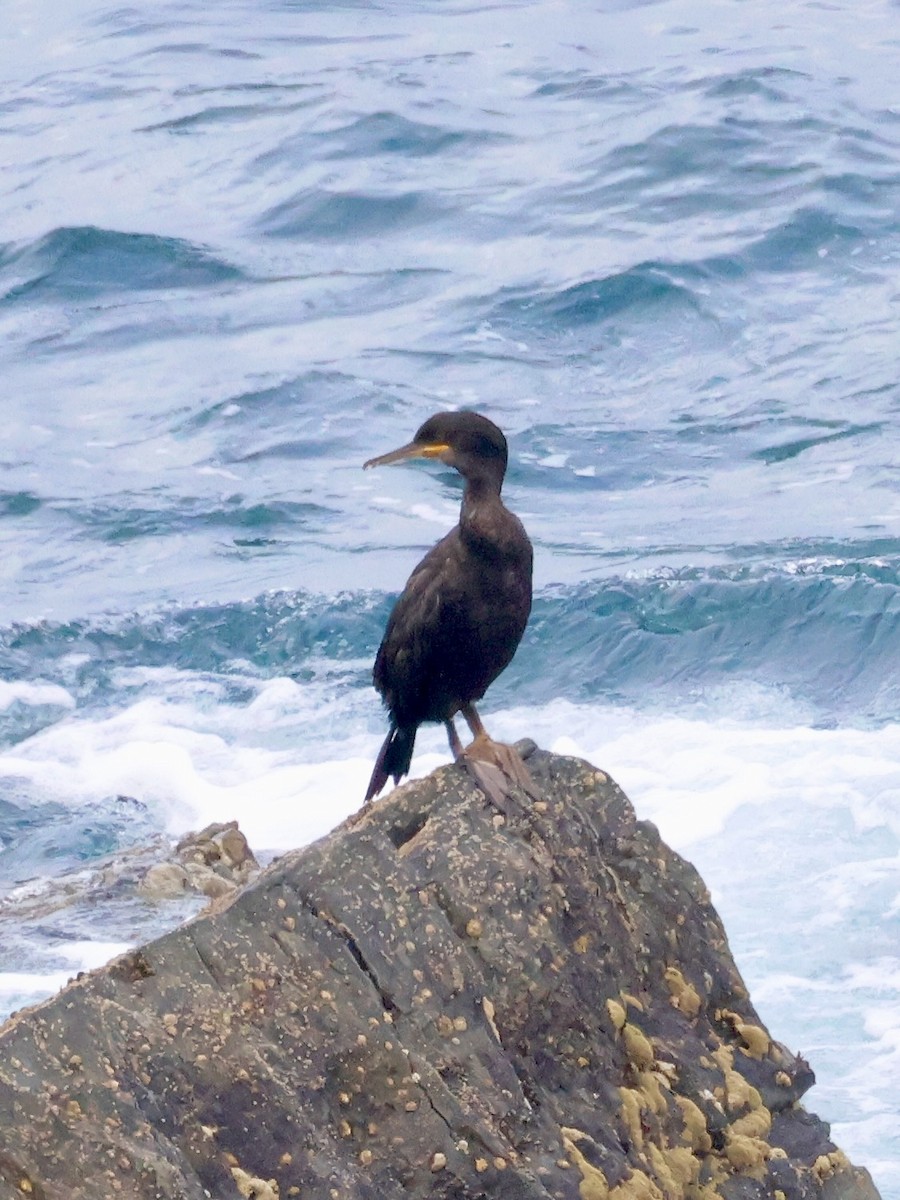 European Shag - ML639142188