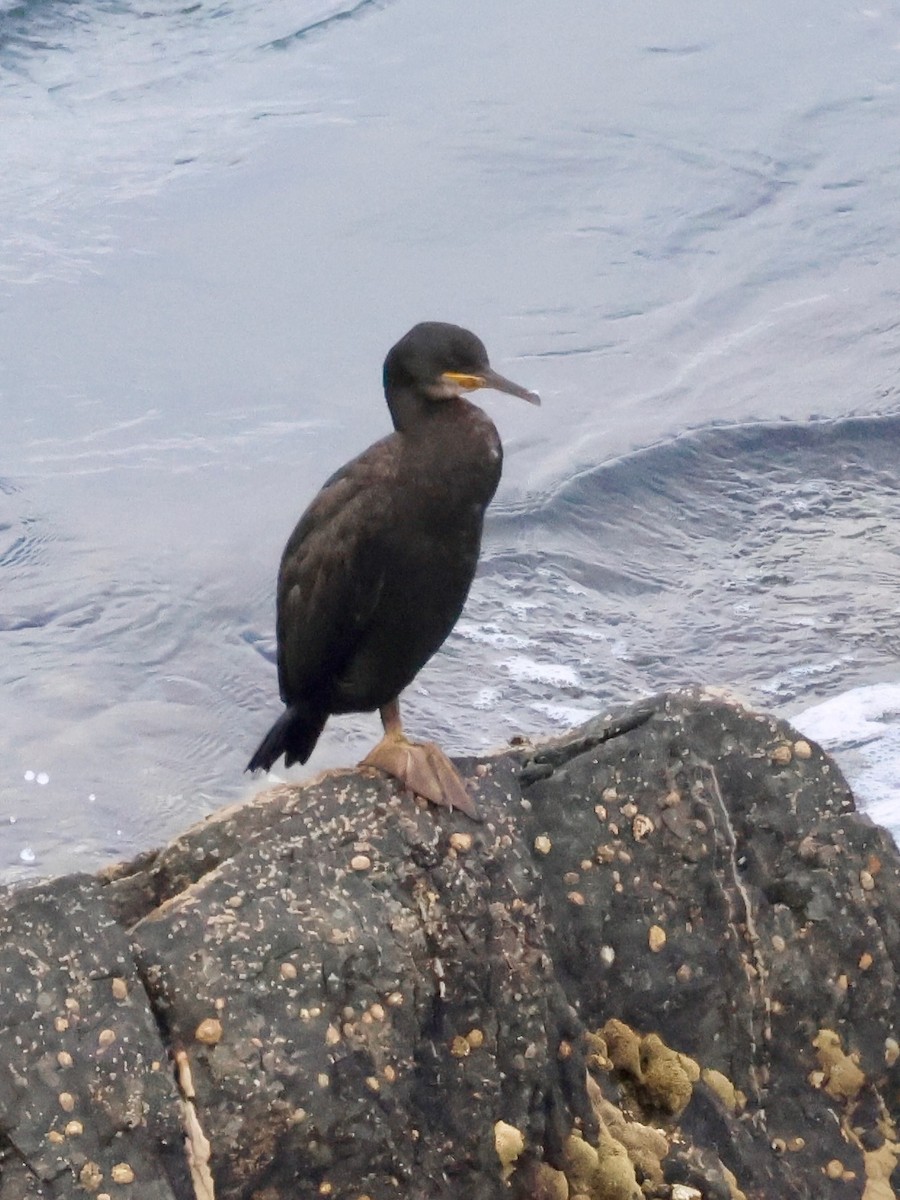 European Shag - ML639142189