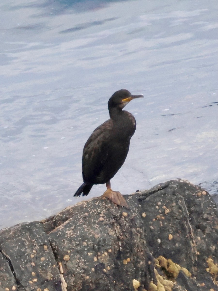European Shag - ML639142190
