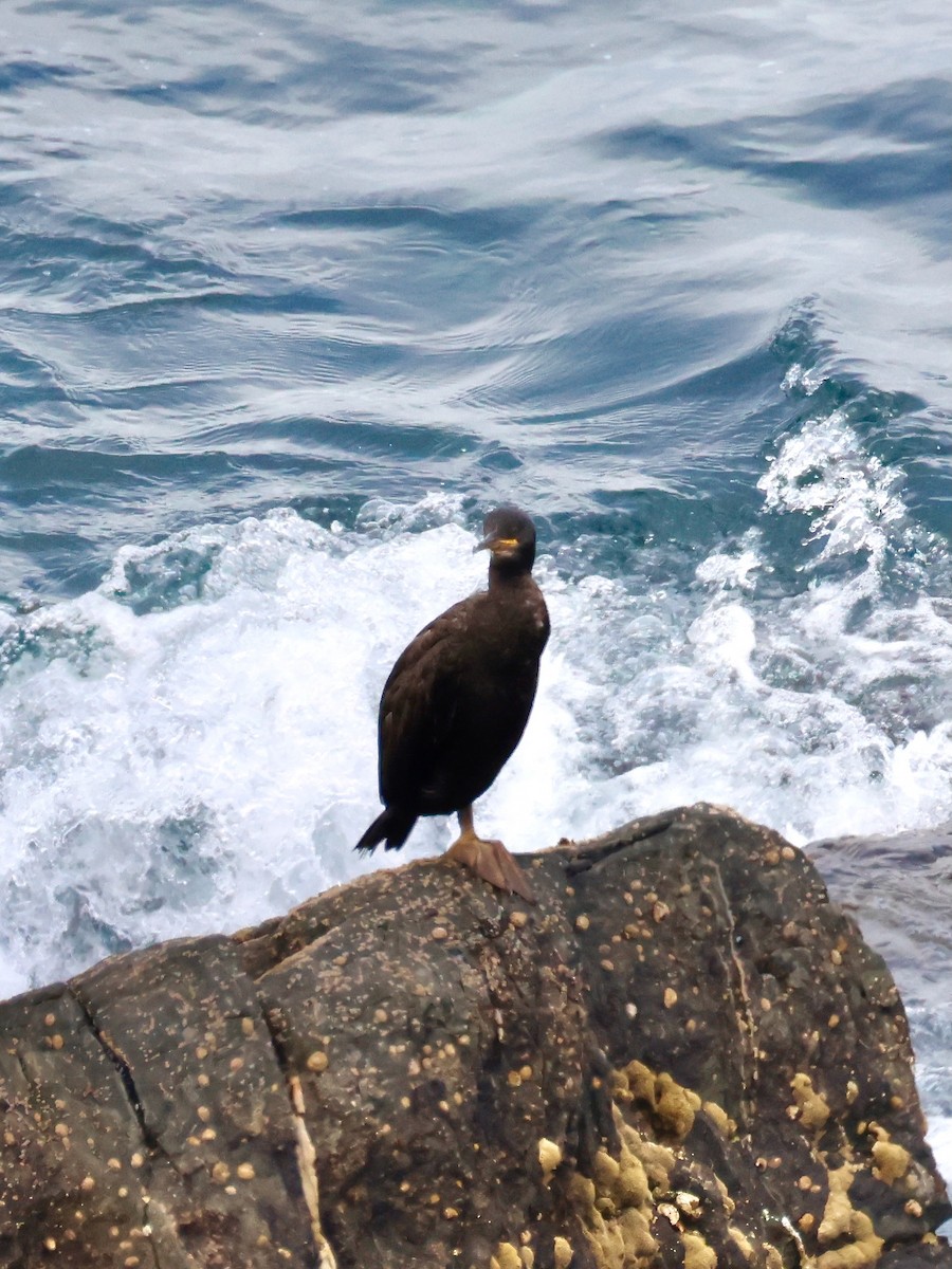 European Shag - ML639142191