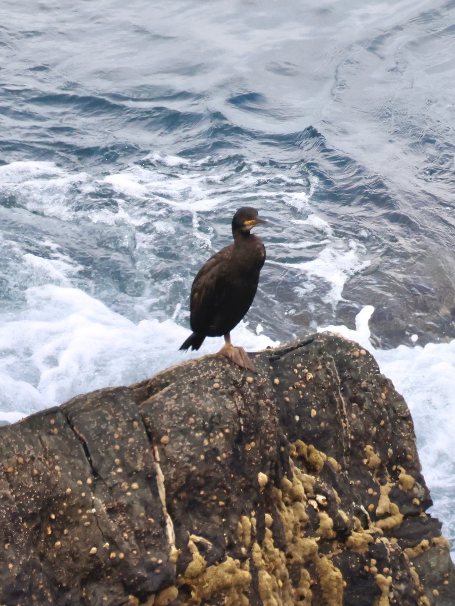 European Shag - ML639142192