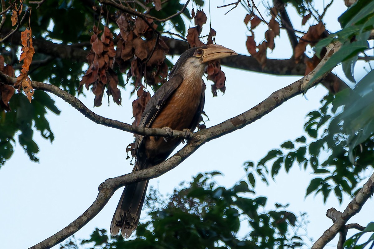 Brown Hornbill - ML639142195